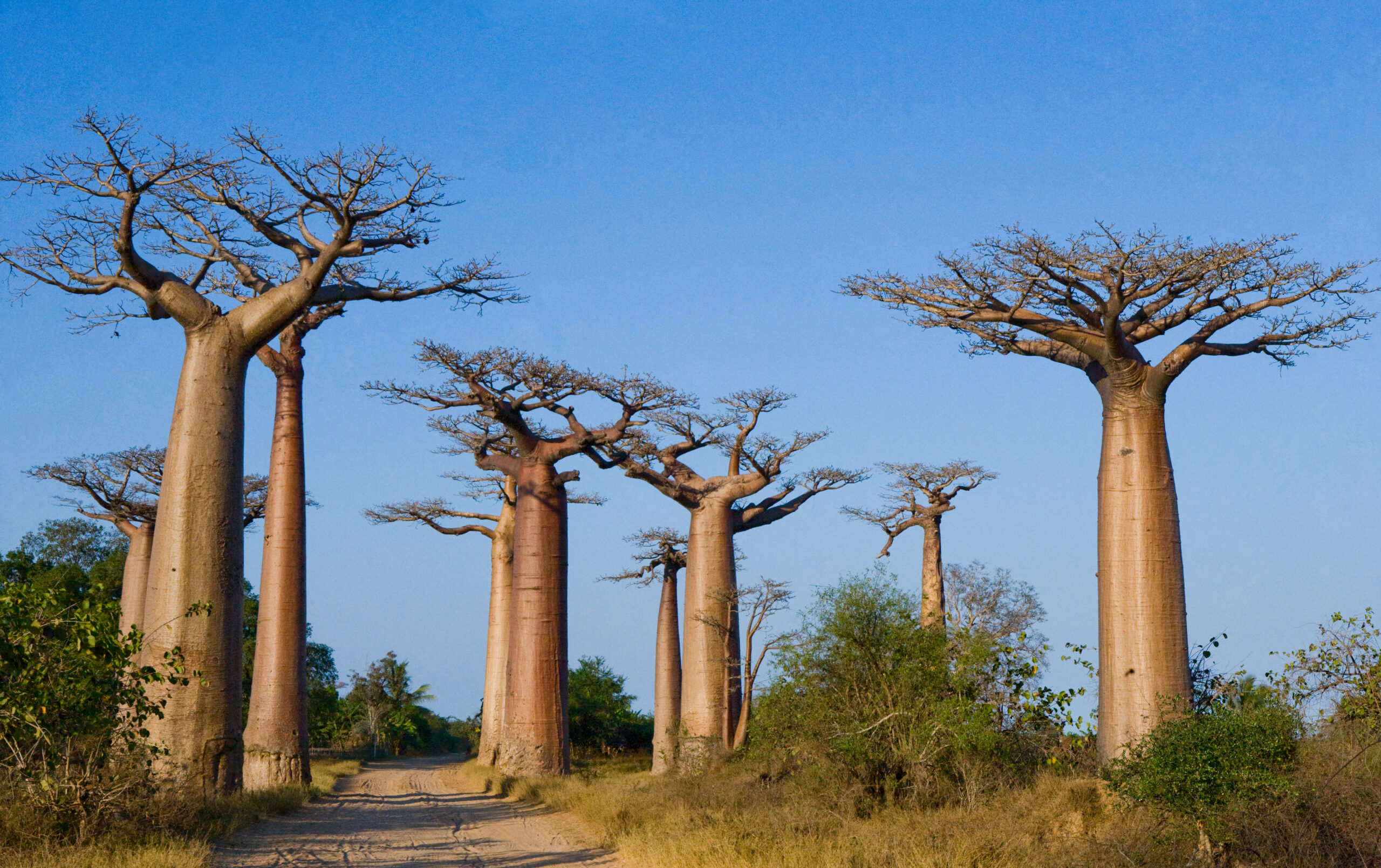 Madagascar e a natureza única da grande ilha africana