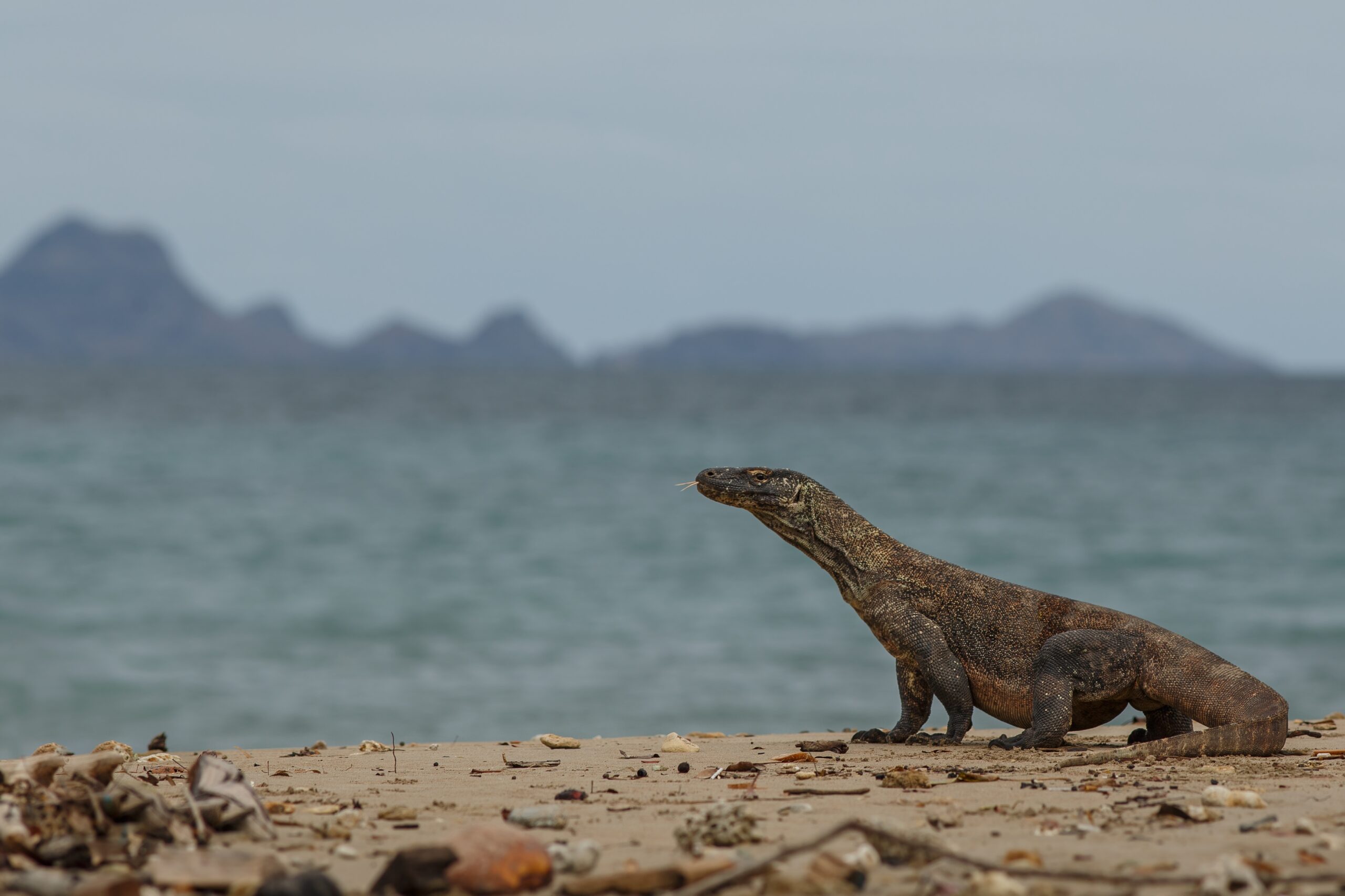 Komodo, a ilha onde os dragões ainda dominam a natureza