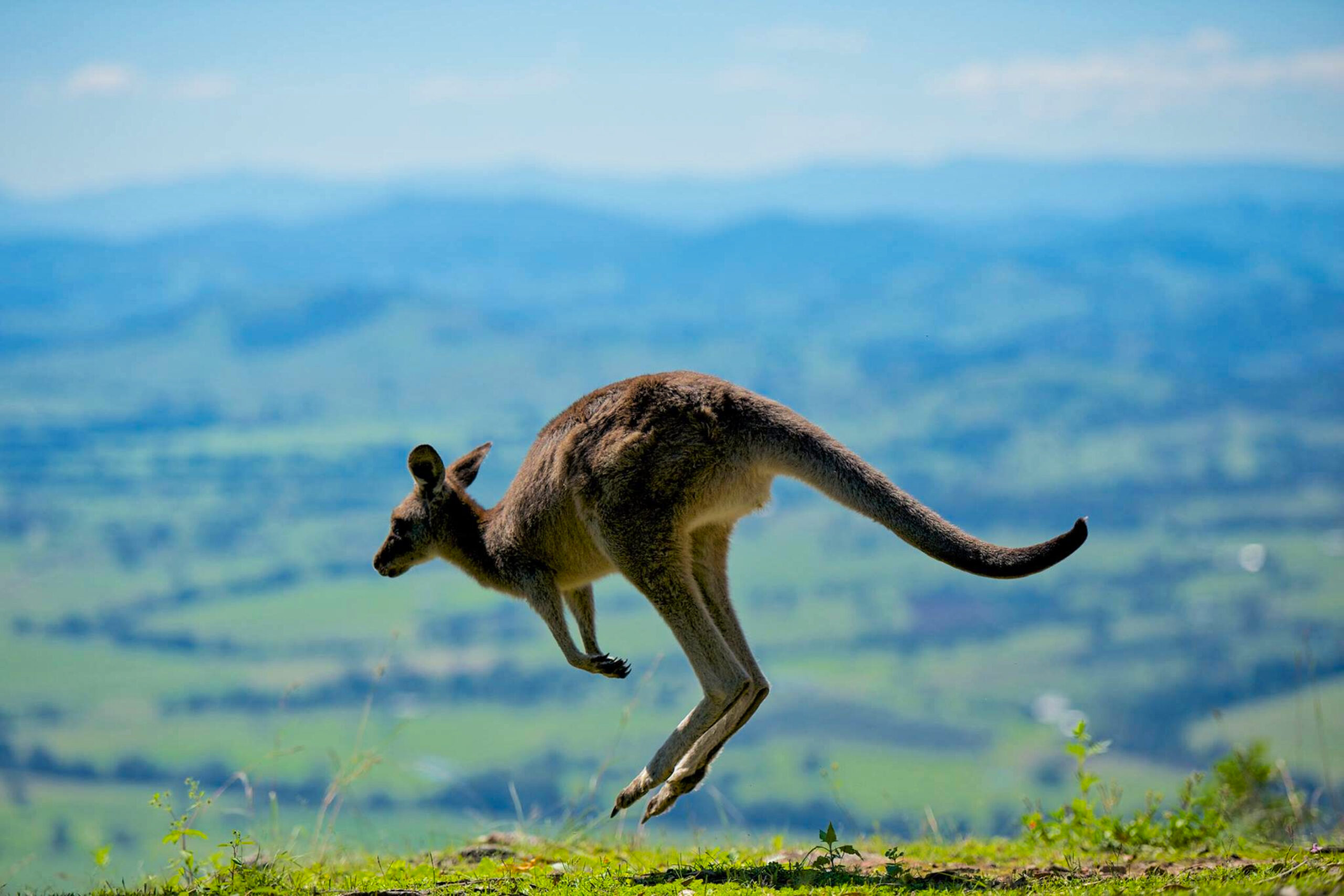 A Ilha Kangaroo e a natureza em seu estado mais puro