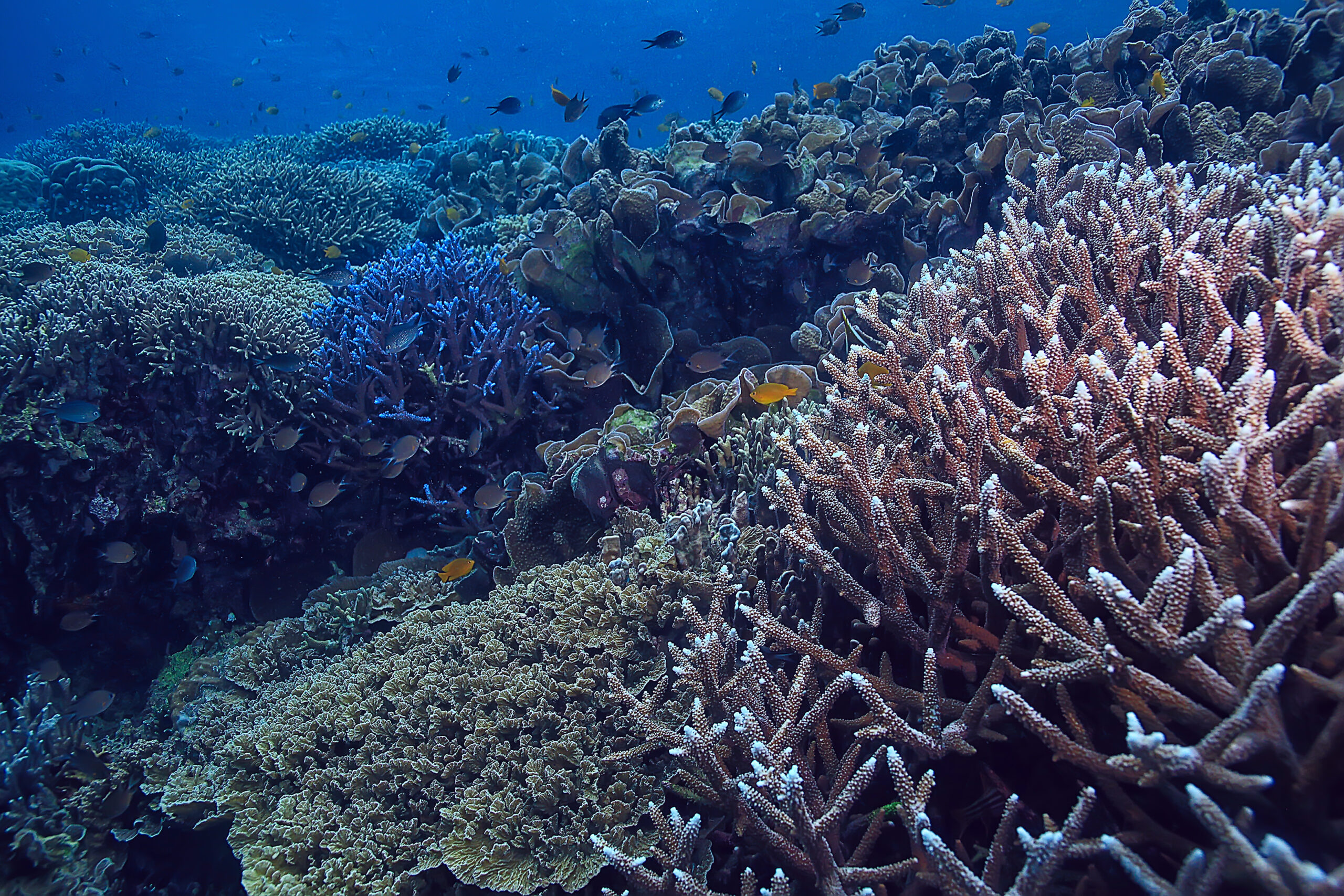 A Grande Barreira de Coral e um dos maiores patrimônios naturais do planeta